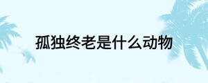 孤獨(dú)終老是什么動(dòng)物